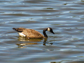 Lake Alpine hosting Canadian Goose.